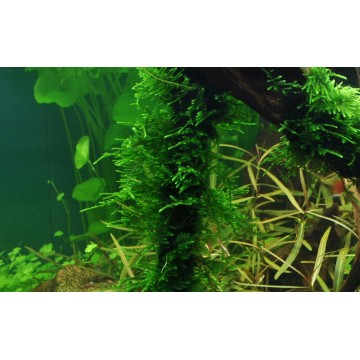 Tropica 1-2-Grow! Taxiphyllum 'Spiky' 6,95 €