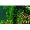 Tropica 1-2-Grow! Taxiphyllum 'Spiky' 6,95 €