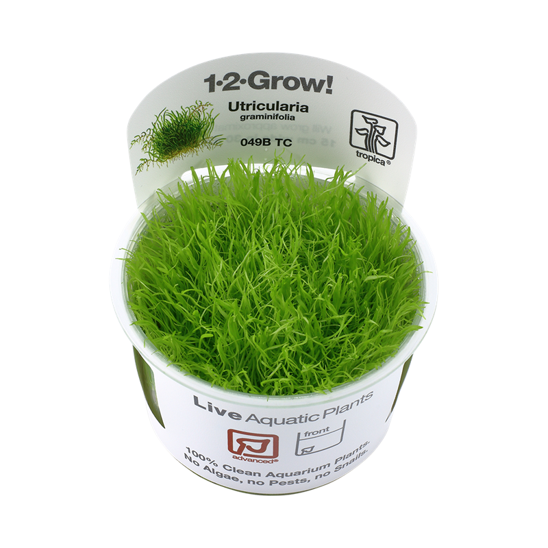 Tropica 1-2-Grow! Utricularia graminifolia 6,95 €