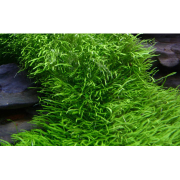 Tropica 1-2-Grow! Utricularia graminifolia 6,95 €