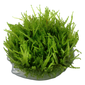 Tropica 1-2-Grow! Vesicularia ferriei 'Weeping' 6,95 €