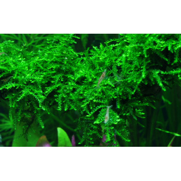 Tropica 1-2-Grow! Vesicularia ferriei 'Weeping' 6,95 €