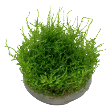 Tropica 1-2-Grow! Vesicularia montagnei 'Christmas' 6,95 €