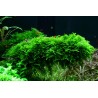 Tropica 1-2-Grow! Vesicularia montagnei 'Christmas'