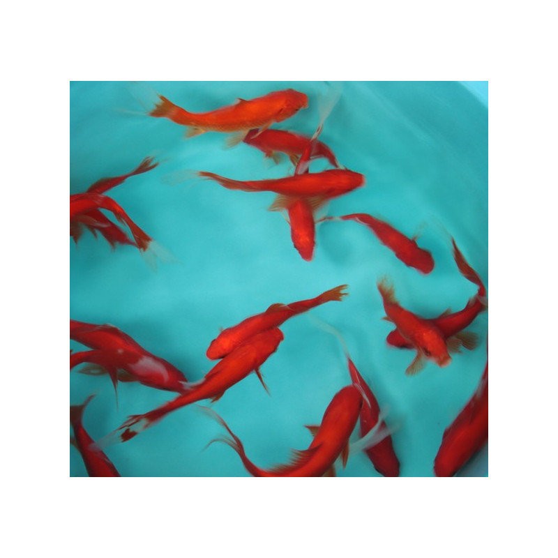 Cometes rouges 10-12 cm lot de 20 32,50 €