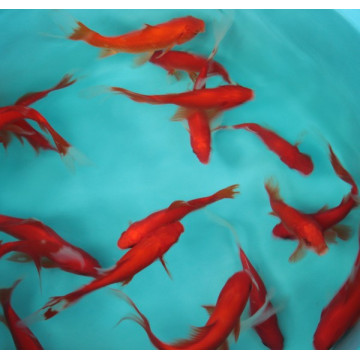 Comette rouge 12-15cm 4,50 € Poissondor