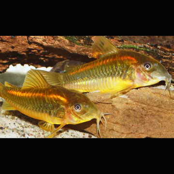 Corydoras Sp Neon red Stripe lot de 2 18,50 €