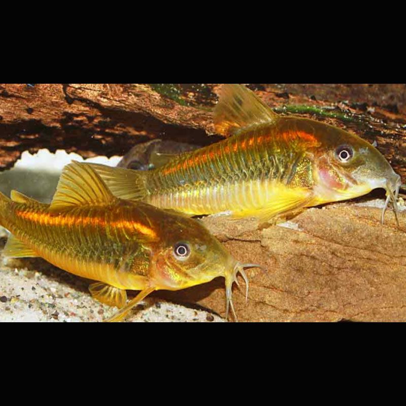 Corydoras Sp Neon red Stripe lot de 2