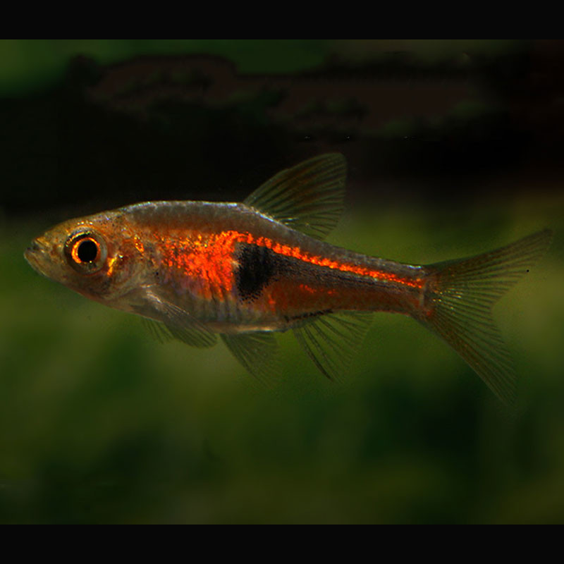 Trigonostigma-rasbora Hengeli lot de 10