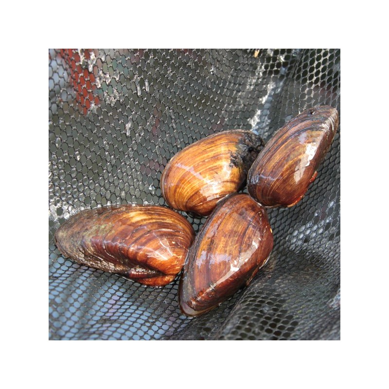 Moules filtreuses pour bassin 7-10 cm 2,50 €