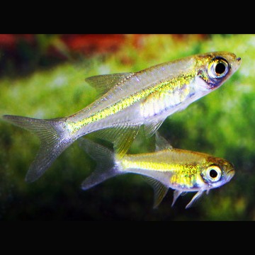 Microdevario-Rasbora Kubotai lot de 3 6,50 €