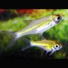 Microdevario-Rasbora Kubotai lot de 10 18,50 €