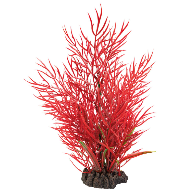 Superfish art plant 25cm ludwigia 7,50 €