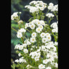 Achillea ptarmica