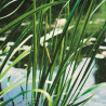 Acorus calamus