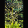 Alisma plantago-aquatica -Plantain d'eau 3,95 €