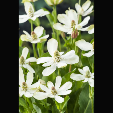 Anemopsis californica