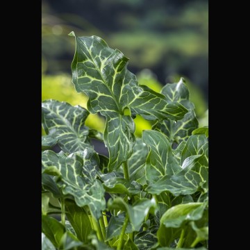 Arum italicum - Gouet d'Italie