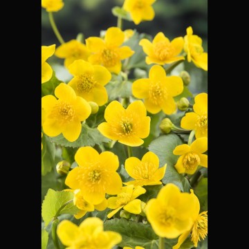 Caltha palustris jaune - Populage - souci d'eau - chaudière d'enfer...