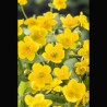 Caltha palustris jaune - Populage - souci d'eau - chaudière d'enfer