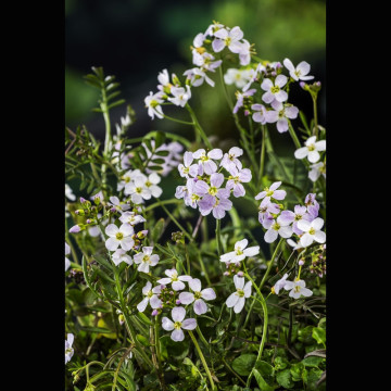 Cardamine praetensis - Cresonette