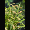 Carex pendula (épis/gras)