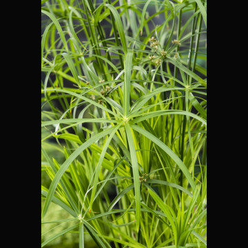 Cyperus alternifolius