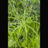 Cyperus alternifolius - Souchet ombrelle 2,95 €