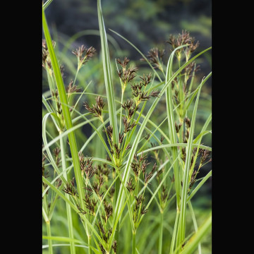 Cyperus longus - Souchet