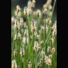 Eleocharis palustris - Scirpe des marais 3,30 €