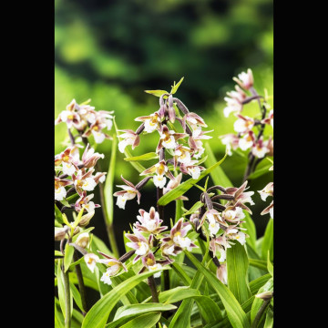 Epipactus Palustris - Epipactis des marais 3,30 €