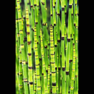 Equisetum japonicum - Prêle d'hiver, queue de cheval 3,95 €