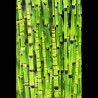 Equisetum japonicum - Prêle d'hiver, queue de cheval