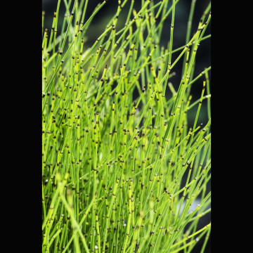 Equisetum scirpoides - Petit prêle 3,30 €