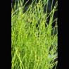 Equisetum scirpoides