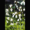 Eriophorum angustifolium