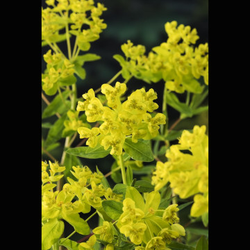 Euphorbia palustris - Euphorbe des marais 3,30 €