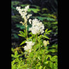 Filipendula ulmaria blanc - Reine des près, fausse spirée