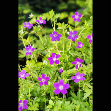 Geranium palustris