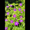 Geranium palustris - géranium des marais 3,30 €