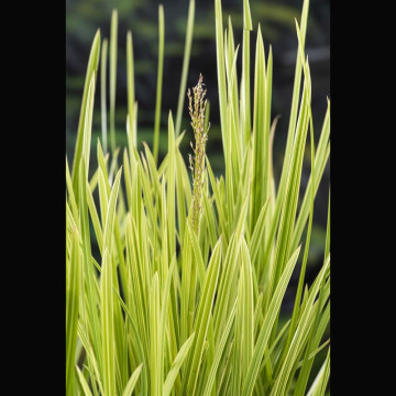 Glyceria maxima Variegata (Feuillage panaché) - Glycerie panachée