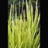 Glyceria maxima Variegata (Feuillage panaché) - Glycerie panachée 3...