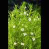 Gratiola officinalis - gratiole 3,50 €