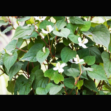 Houttuynia cordata - Houttuynie 3,30 €