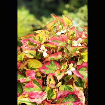 Houttuynia cordata Chameleon (Feuillage panaché) - Poivrier de Chin...