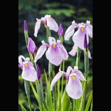 Iris laevigata Rose Queen - Lys des marais