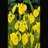 Iris pseudoacorus jaune -Lys des marais 3,50 €