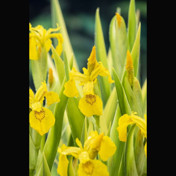 IRIS pseudacorus VARIEGATA