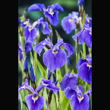 Iris Setosa bleu - Lys des marais