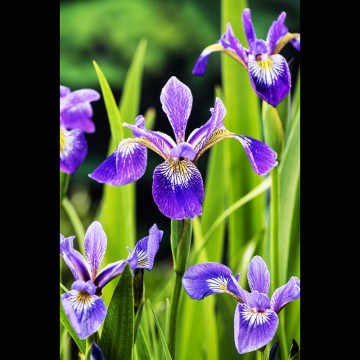 Iris versicolor - Lys des marais